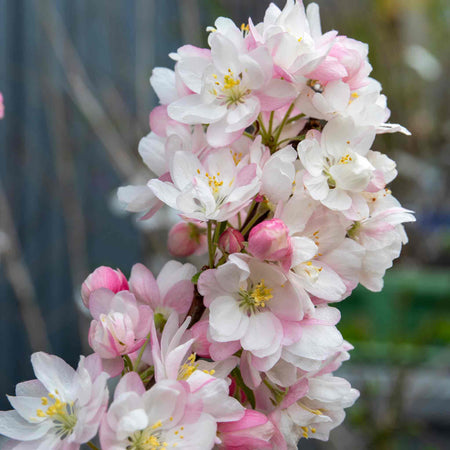 Crab Apple Tree Malus x Floribunda