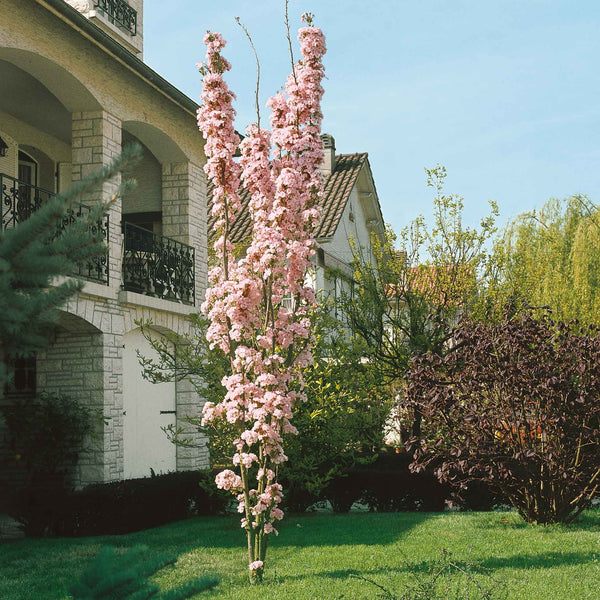 Flowering Cherry Tree 'Amanogawa'