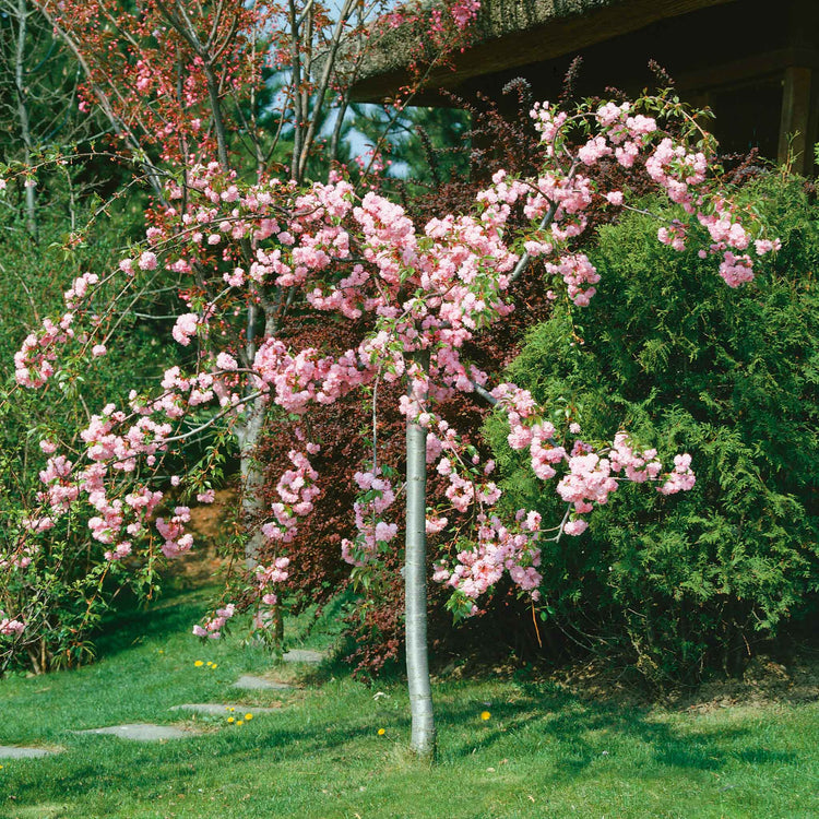 Flowering Cherry Tree 'Kiku-Shidare-Zakura'