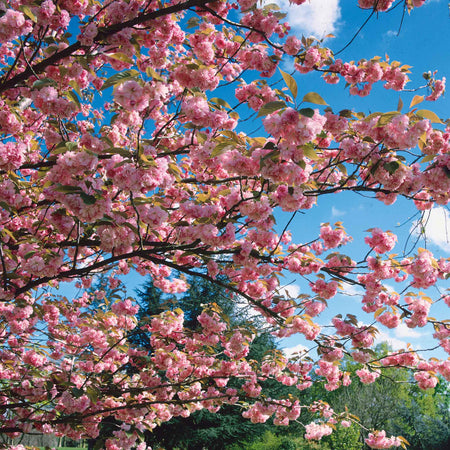 Flowering Cherry Tree 'Kiku-Shidare-Zakura'