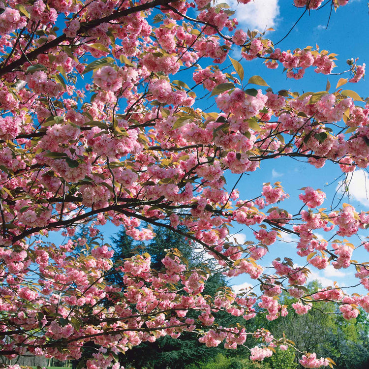 Flowering Cherry Tree 'Kiku-Shidare-Zakura'