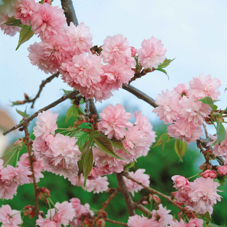 Flowering Cherry Tree 'Kiku-Shidare-Zakura'