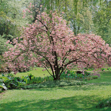 Flowering Cherry Tree 'Kiku-Shidare-Zakura'