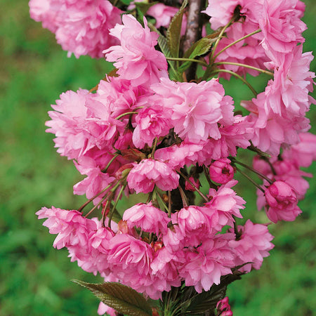 Flowering Cherry Tree 'Kiku-Shidare-Zakura'
