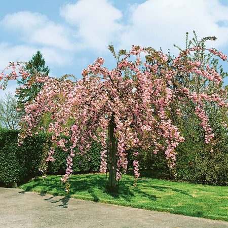 Flowering Cherry Tree 'Kiku-Shidare-Zakura'