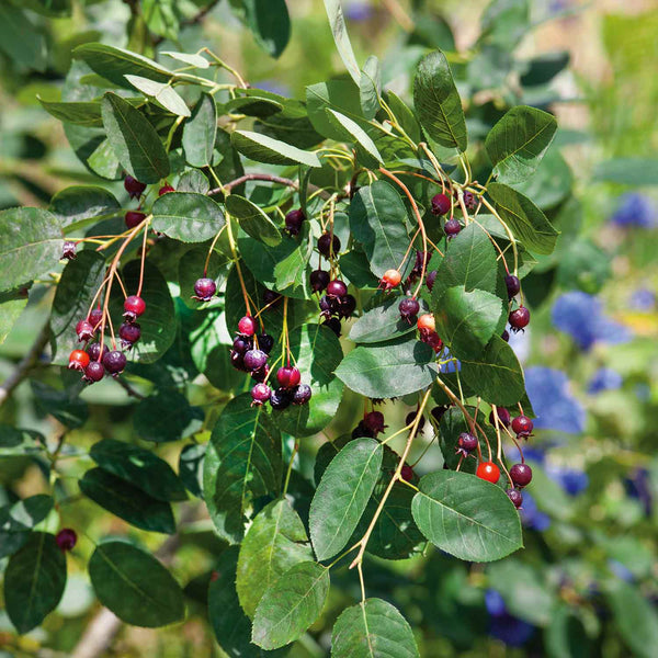 Amelanchier Serviceberry Tree