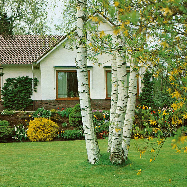 Silver Birch Tree