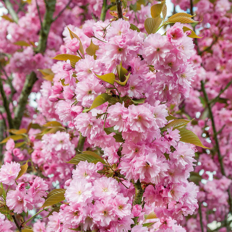 Cherry Blossom Tree 'Kanzan'