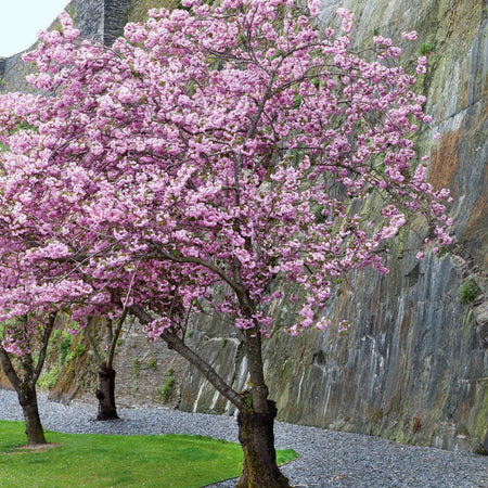 Cherry Blossom Tree 'Kanzan'