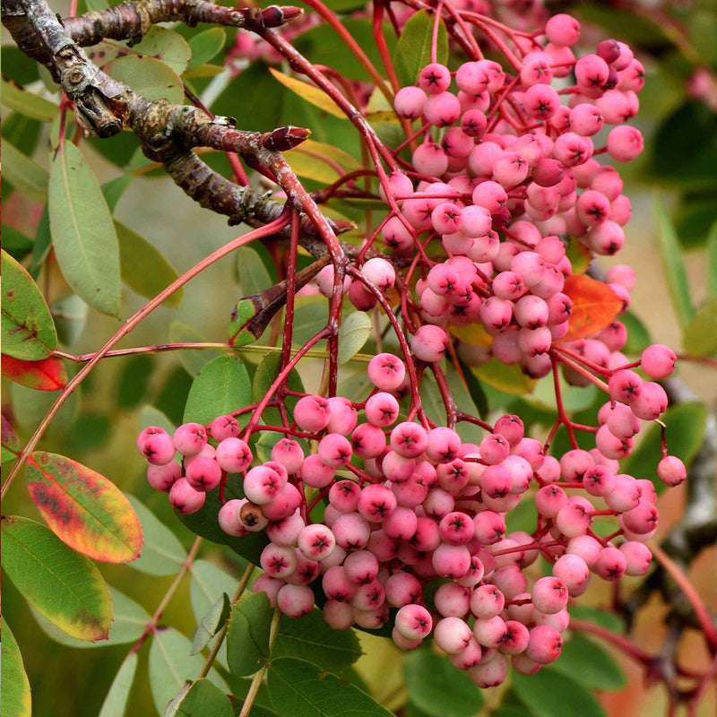 Mountain Ash Tree 'Pink Pagoda'