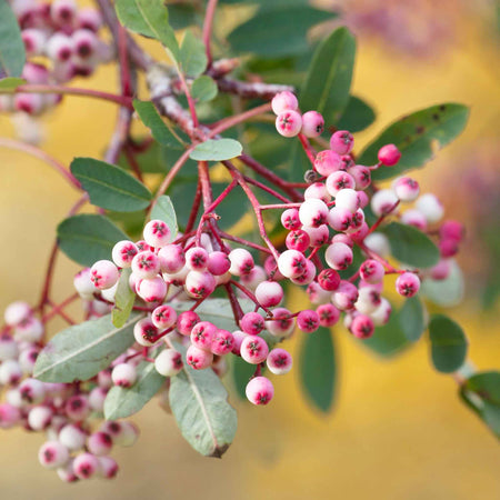 Mountain Ash Tree 'Pink Pagoda'