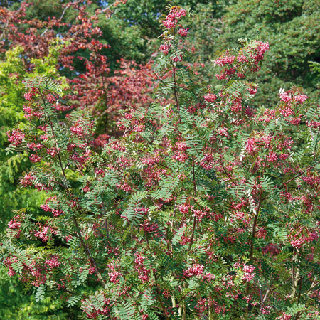 Vilmorin's Rowan Tree