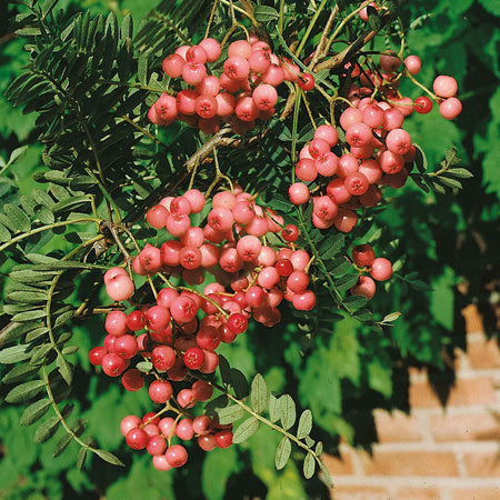 Vilmorin's Rowan Tree