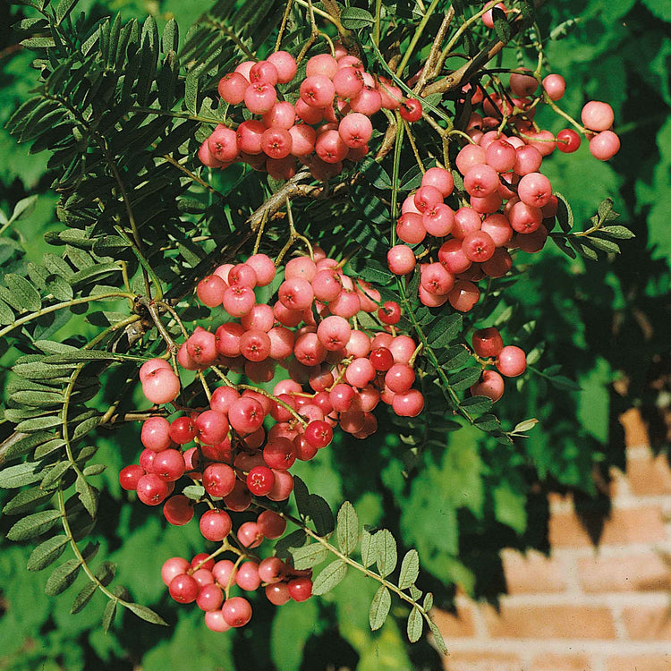 Vilmorin's Rowan Tree
