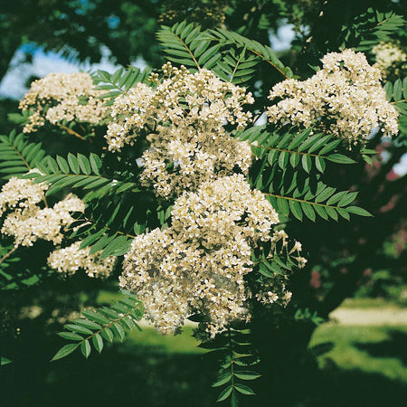 Vilmorin's Rowan Tree