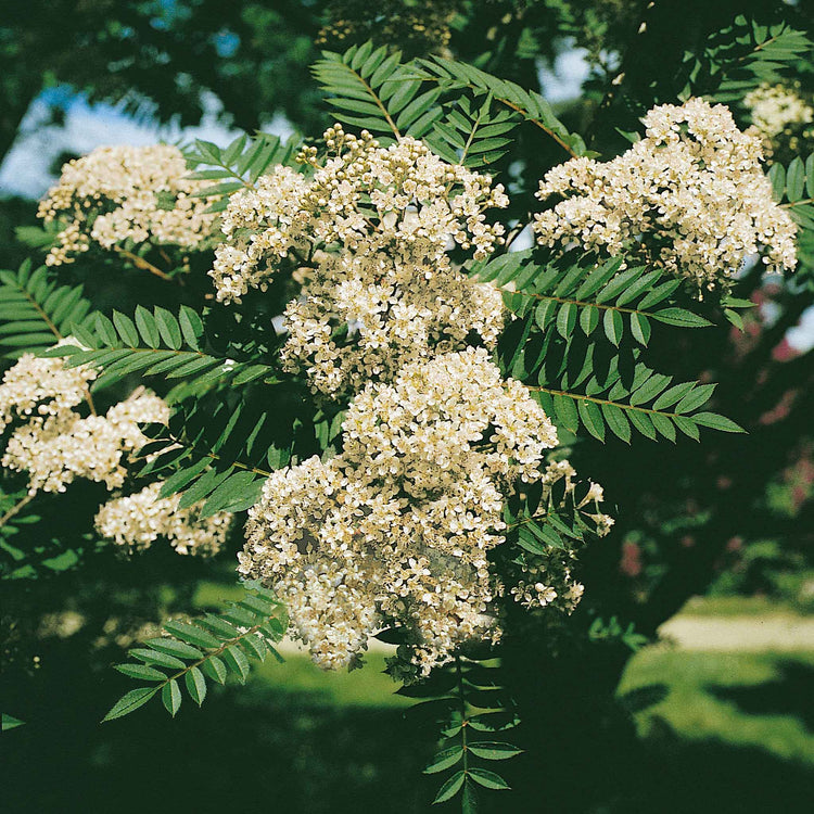 Vilmorin's Rowan Tree