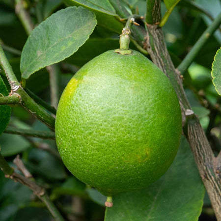 Citrus Lime Tree