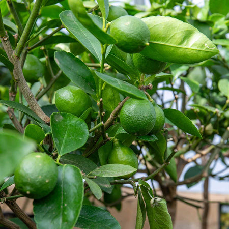 Citrus Lime Tree