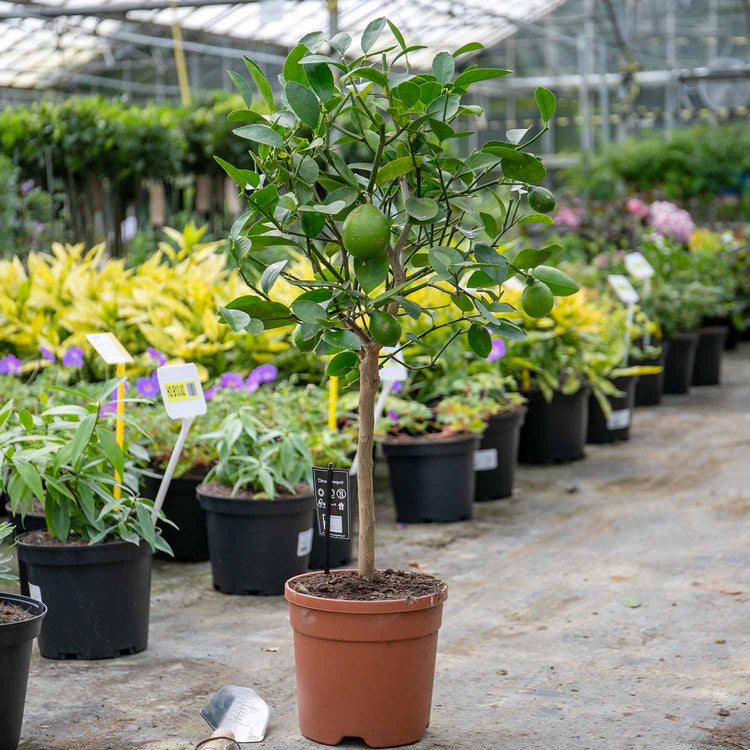 Citrus Lime Tree