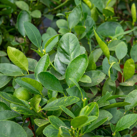 Citrus Lime Tree