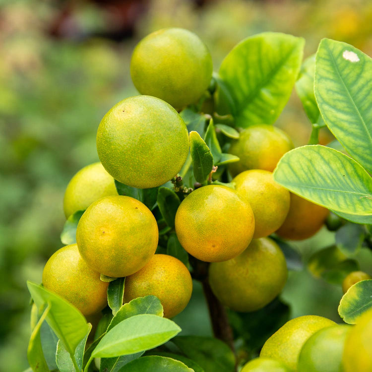 Citrus Microcarpa 'Calamondin'