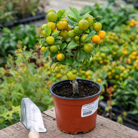 Citrus Microcarpa 'Calamondin'