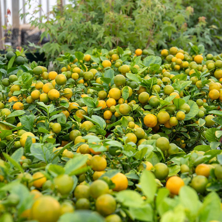 Citrus Microcarpa 'Calamondin'