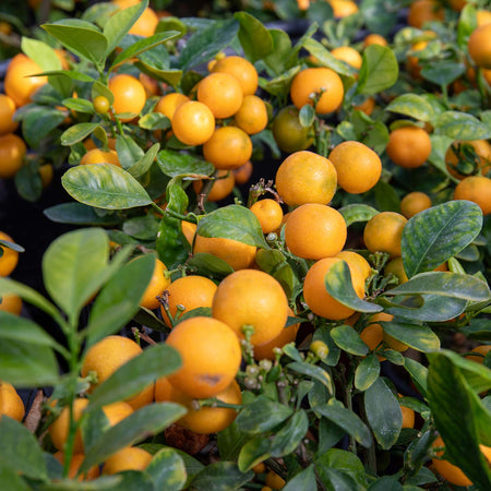 Citrus Microcarpa 'Calamondin'