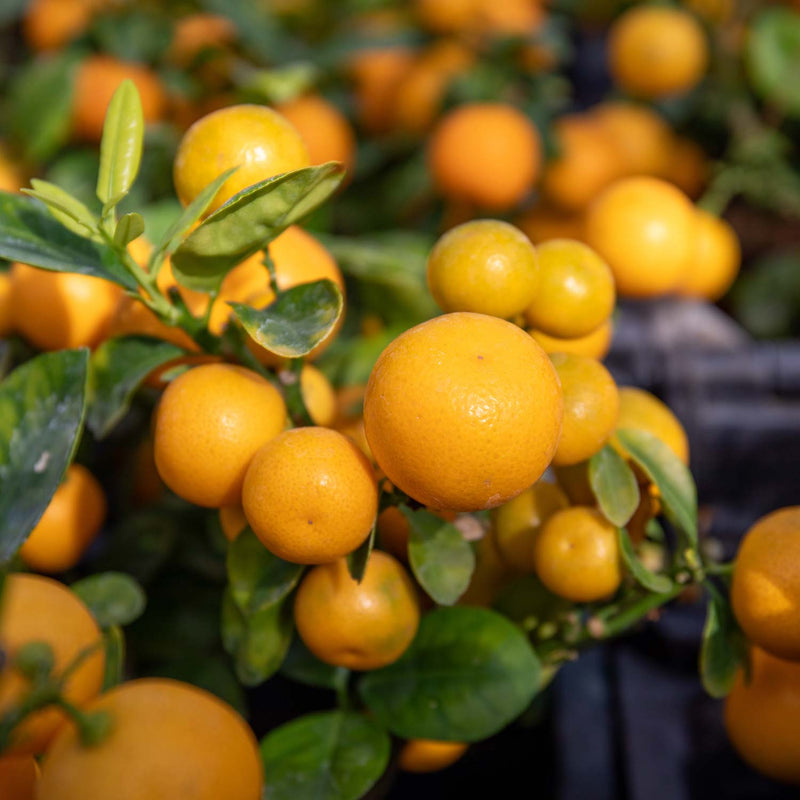 Citrus Microcarpa 'Calamondin'