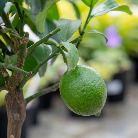 Citrus Lemon Tree 'Eureka'