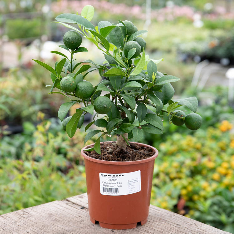 Citrus Lime Tree 'Red Lime'