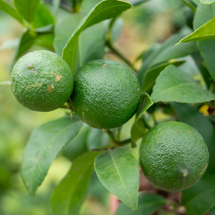 Citrus Lime Tree 'Red Lime'