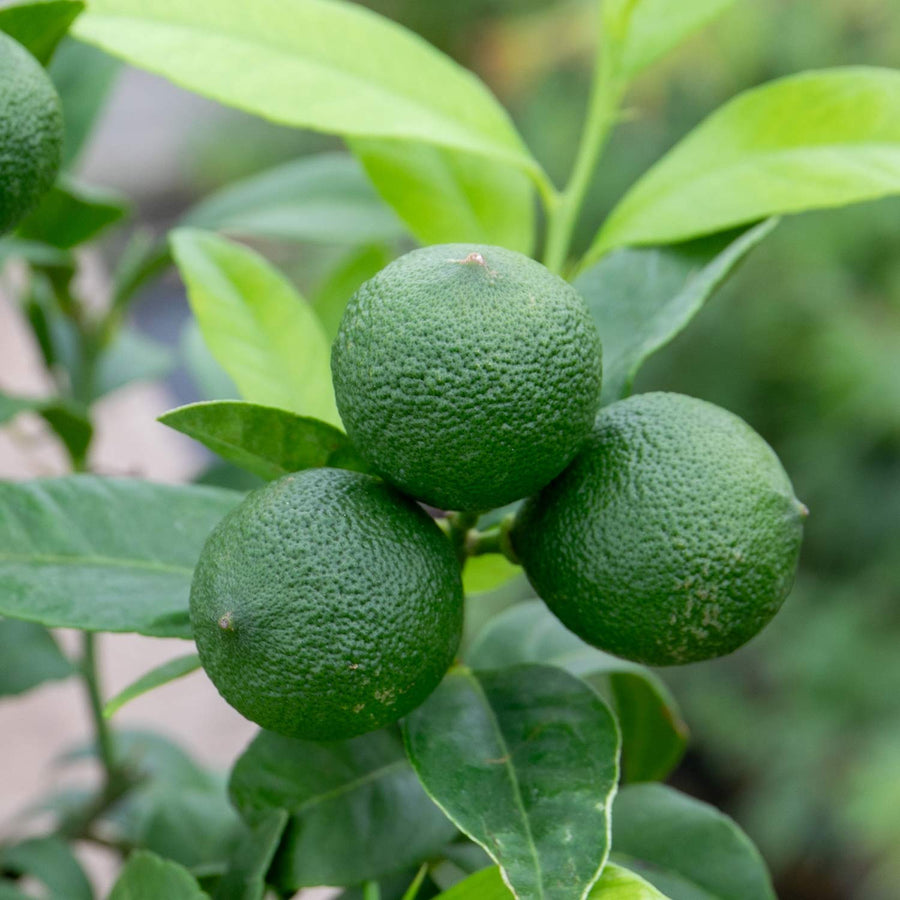 Citrus Aurantifolia 'Red lime' 15cm Plant Buy Citrus Plants Online