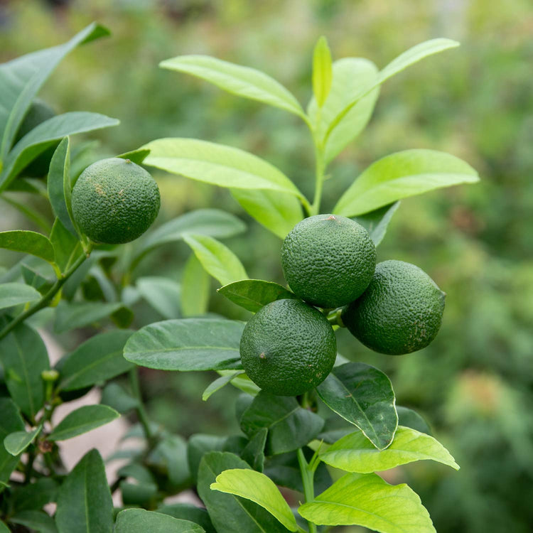 Citrus Lime Tree 'Red Lime'