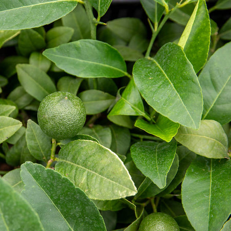 Citrus Lime Tree 'Red Lime'