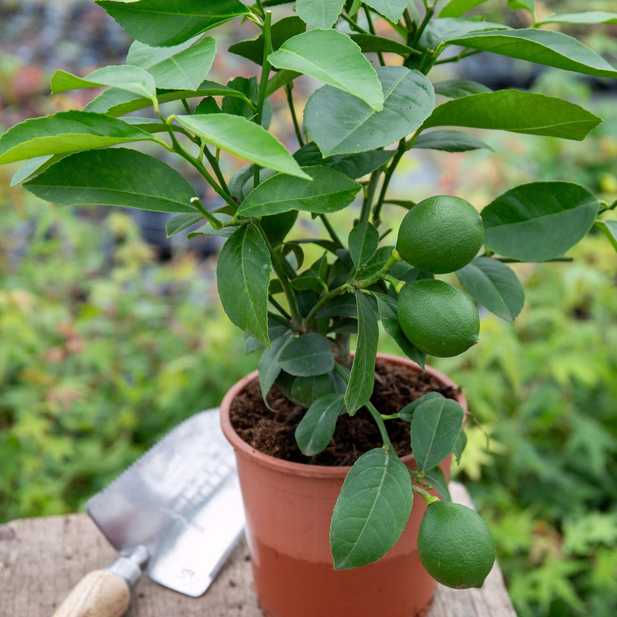 Citrus Limon 'Lemon' On Stem 15cm Plant Buy Citrus Plants Online