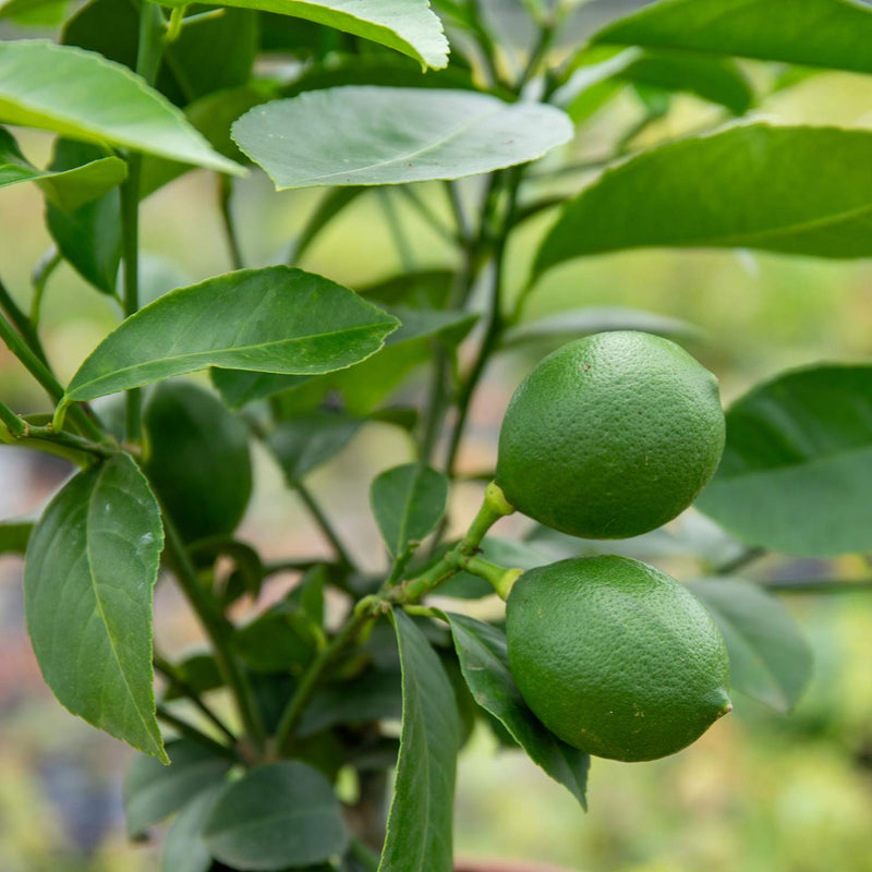 Citrus Lemon Tree