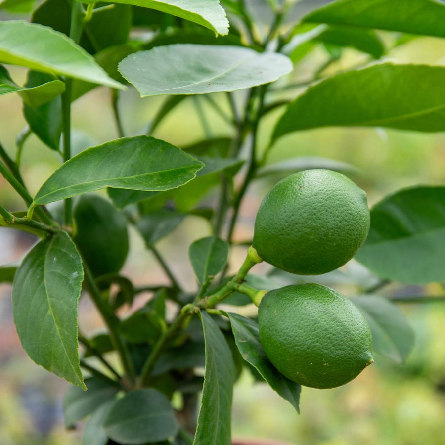 Citrus Limon 'Lemon' On Stem 15cm Plant Buy Citrus Plants Online