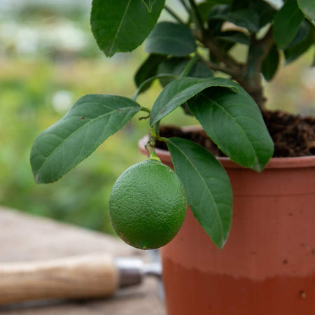 Citrus Lemon Tree