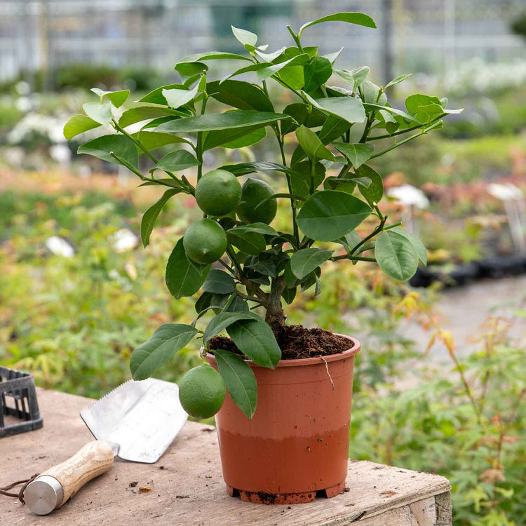 Citrus Lemon Tree