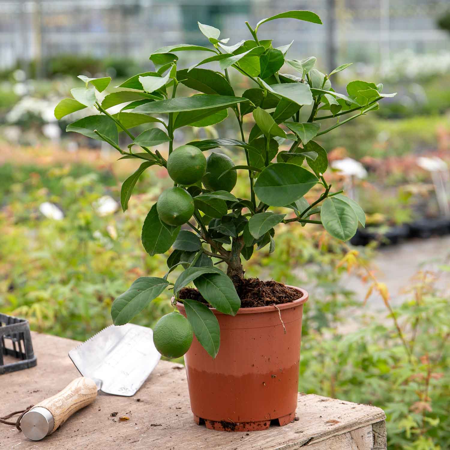 Citrus Limon 'Lemon' On Stem 15cm Plant Buy Citrus Plants Online