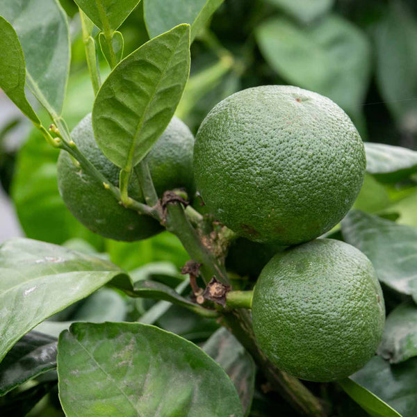 Citrus Orange Tree