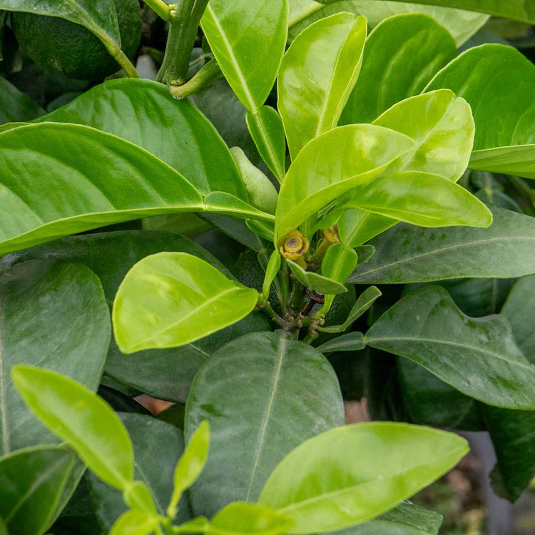 Citrus Orange Tree