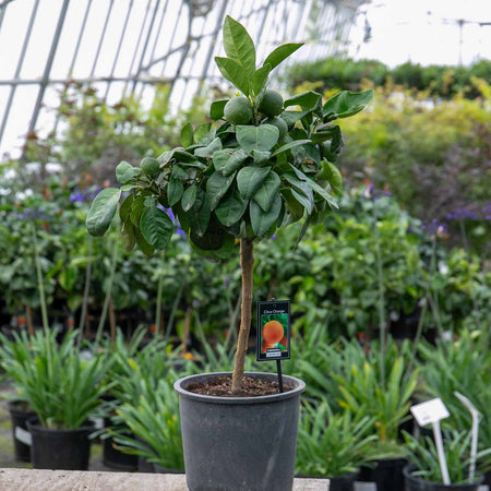 Citrus Orange Tree