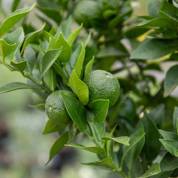 Citrus Orange Tree 'Chinotto'