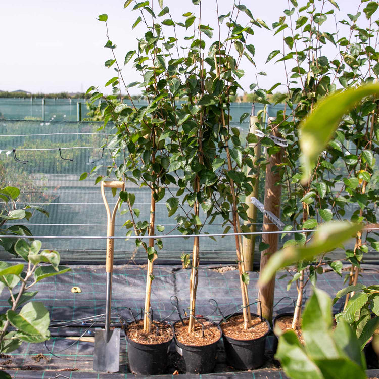 Amelanchier Serviceberry Tree