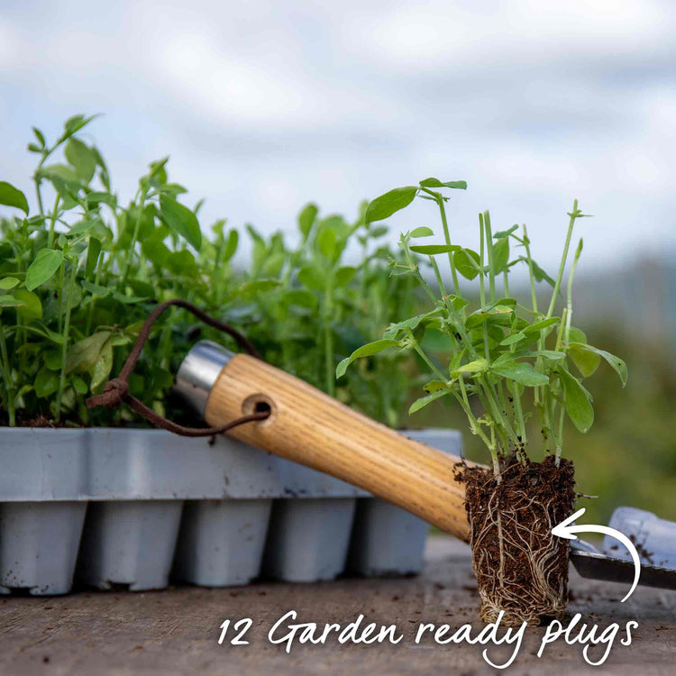 Sweet Pea Plant 'Old Fashioned Mix'