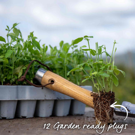 Sweet Pea Plant 'Anniversary'