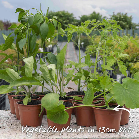 Courgette Plant 'Ambassador'