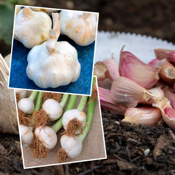 Autumn Planting Garlic 'Carcassonne' & 'Provence'